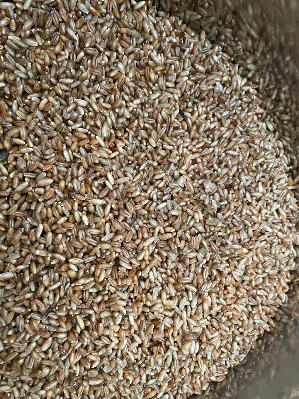 Raw Grain, Dry Substrates & Additives