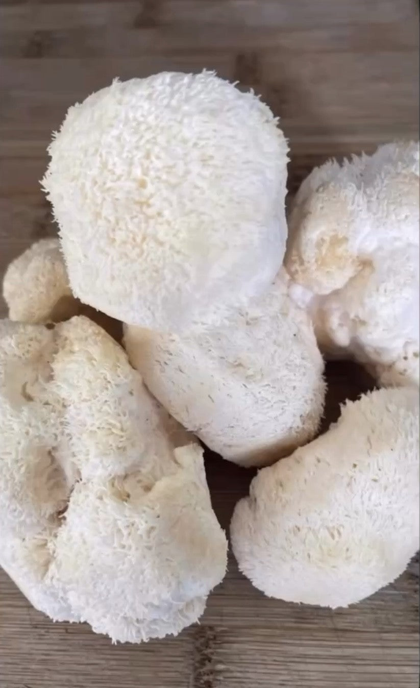 Lions Mane Mushroom Liquid Culture